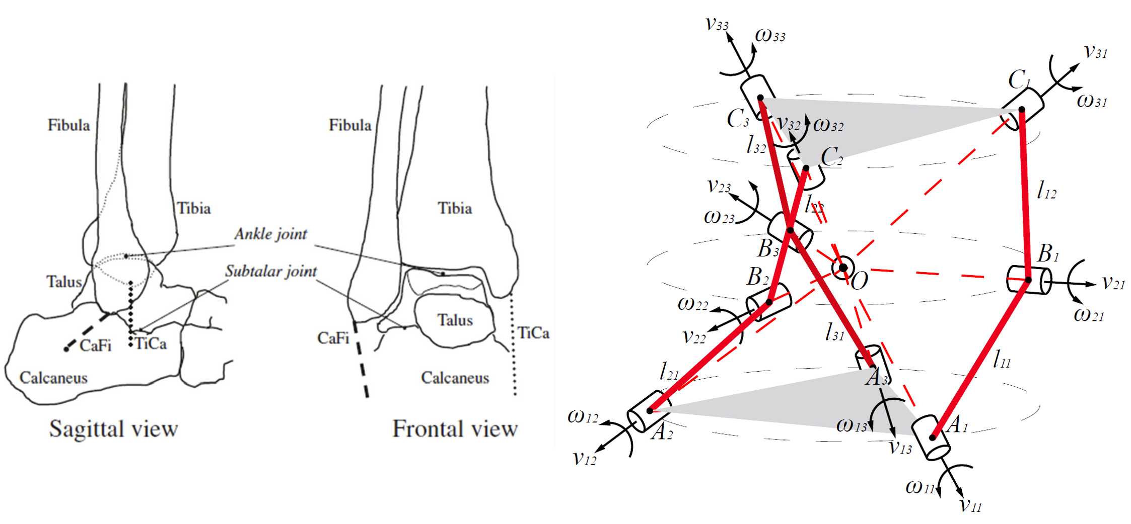 Human Ankle Anatomy and 3-RRR Mechanism Design